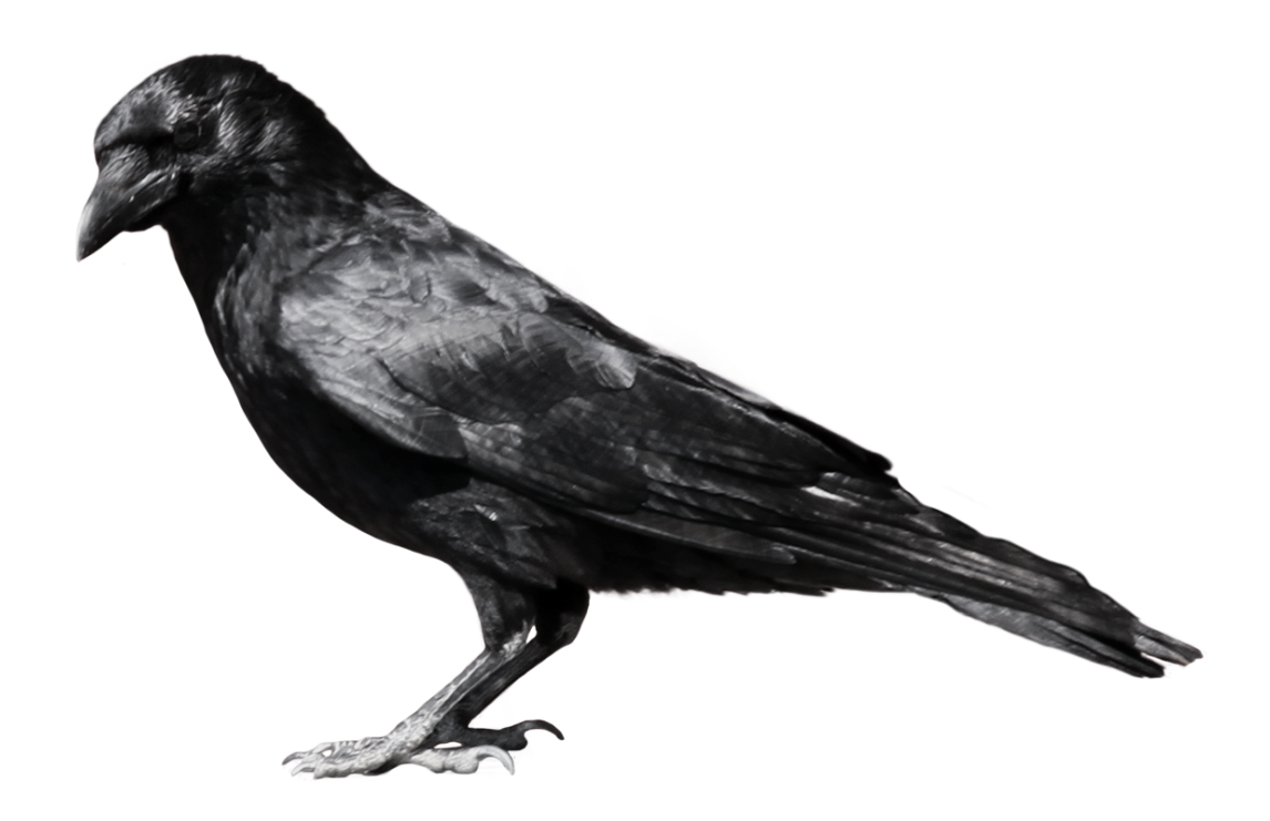 Crow PNG HD pngteam.com