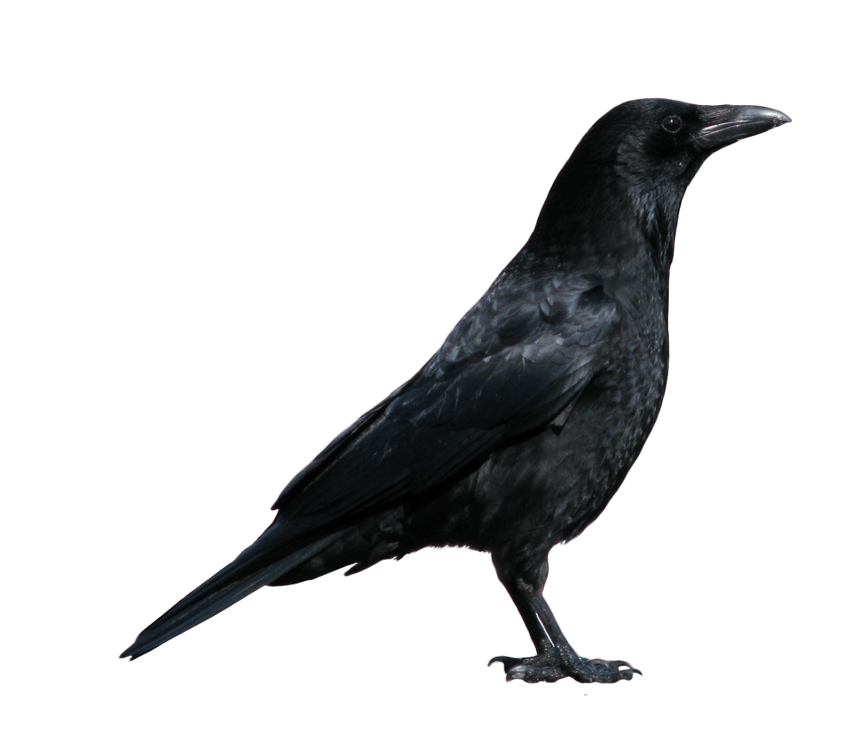 Crow PNG Image in High Definition pngteam.com