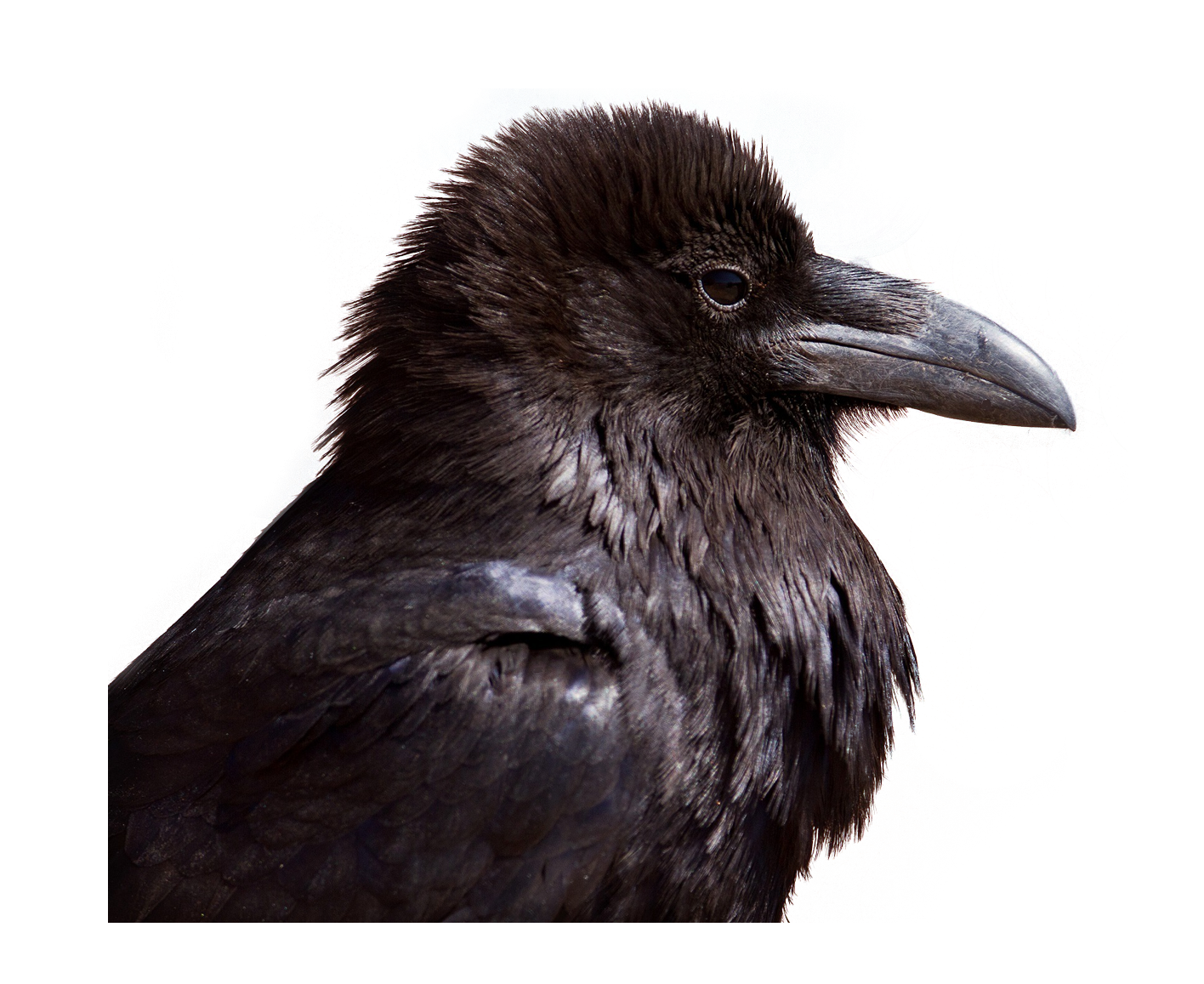 Crow Standing PNG Image in High Definition pngteam.com