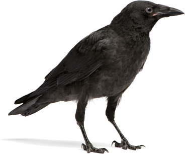 Crow PNG HD and HQ Image pngteam.com