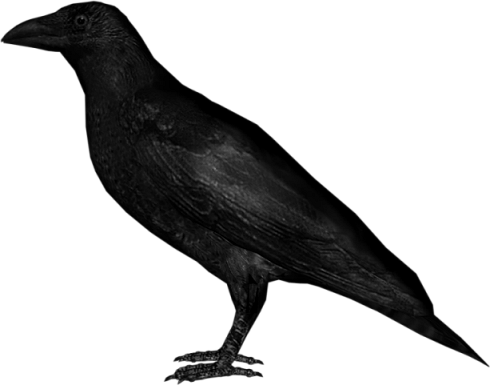 Crow PNG Transparent - Crow Png