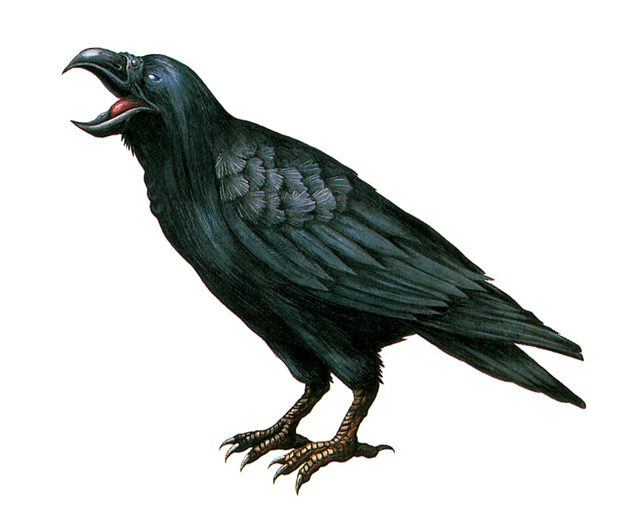 Crow PNG Photo