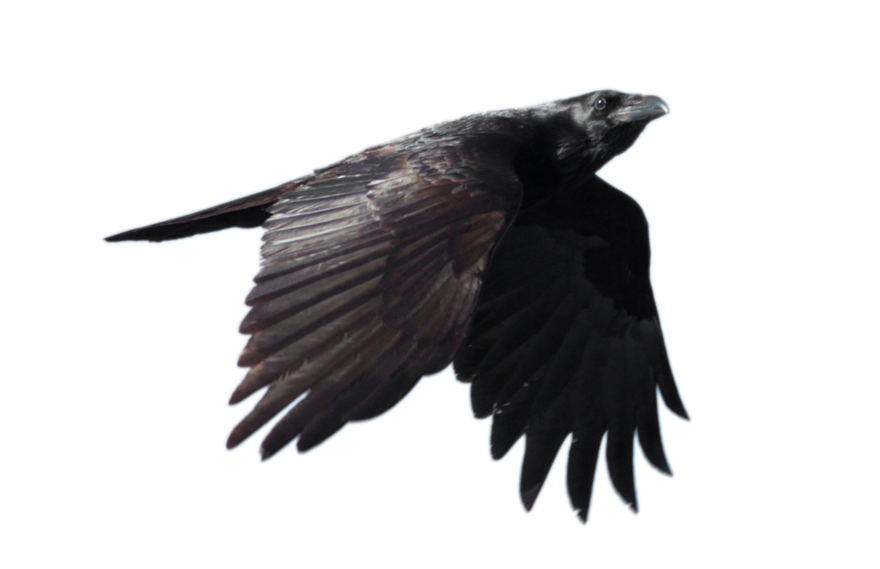 Crow PNG Transparent pngteam.com