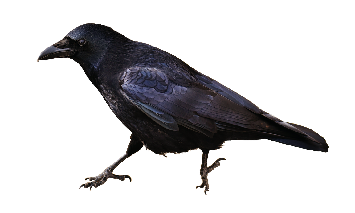 Crow PNG HD and Transparent