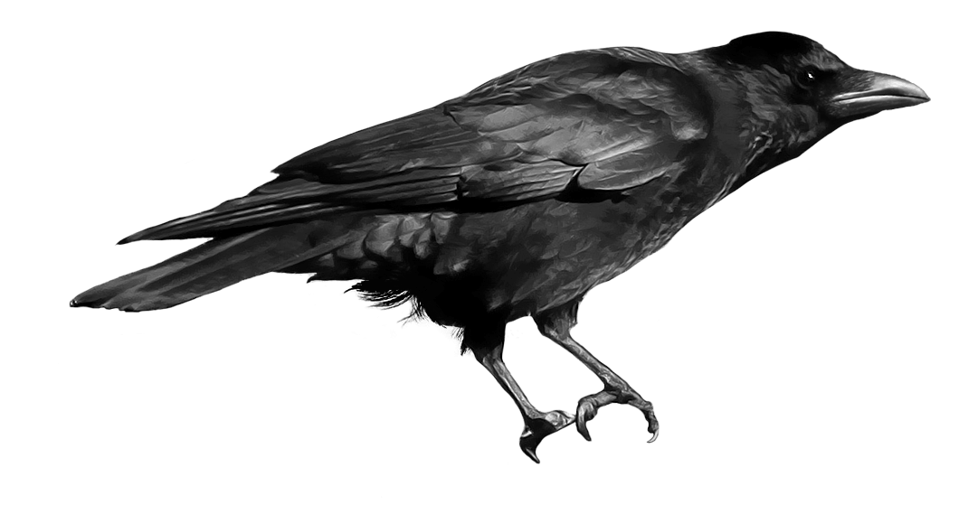 Black Crow PNG HQ - Crow Png