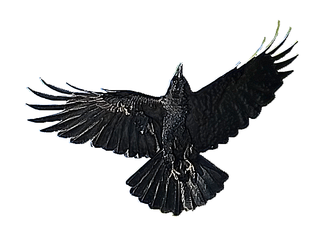 Crow Flying PNG HD