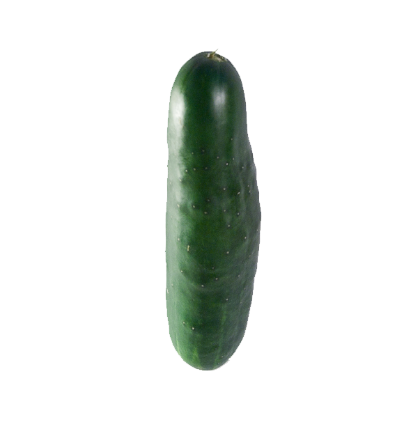 Single Cucumber PNG High Definition Photo Image