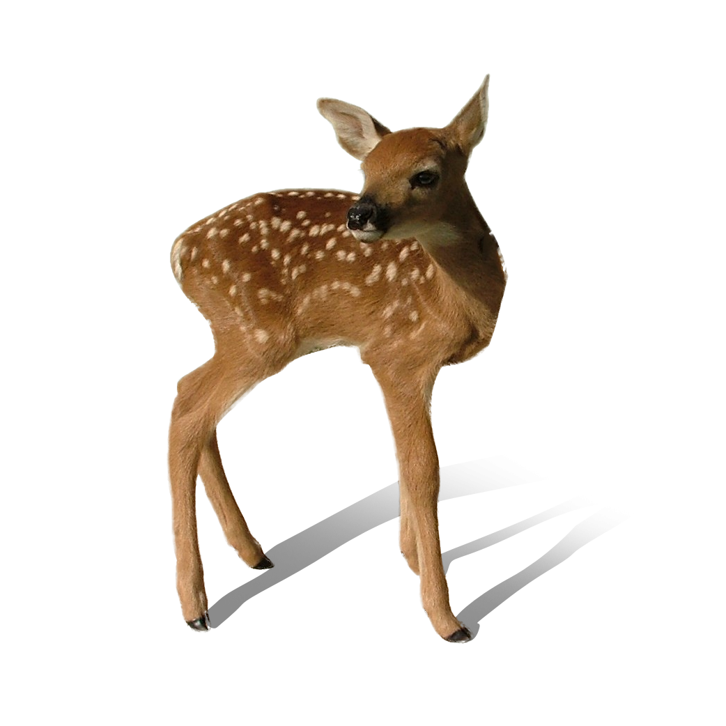 Baby Deer PNG Image in High Definition