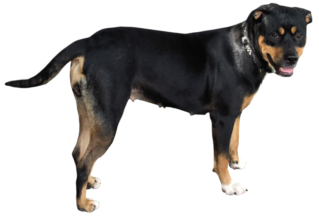 Dog PNG Image in High Definition - Dog Png