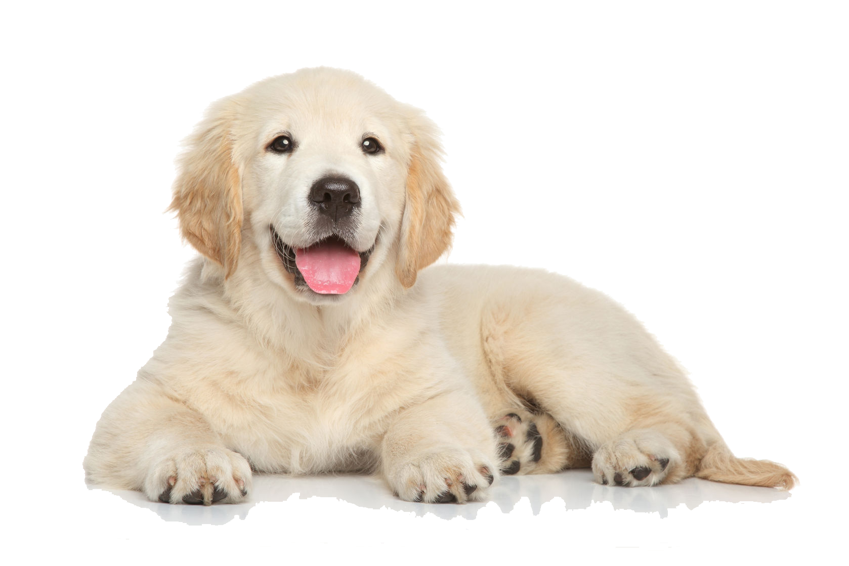 Dog PNG HD and Transparent - Dog Png