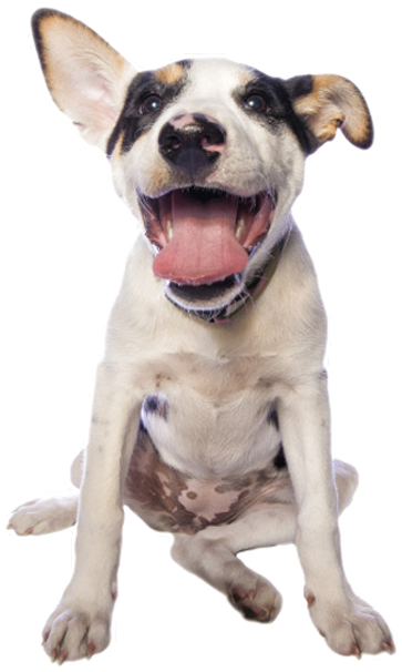 Dog PNG Picture - Dog Png