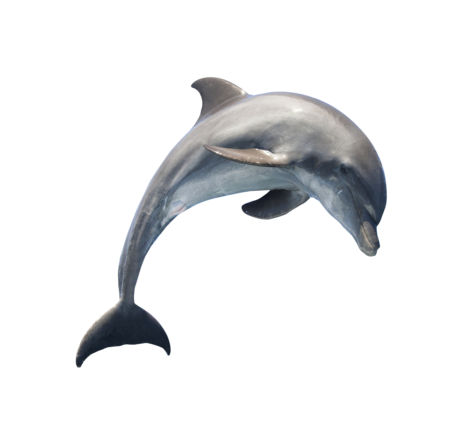 Dolphin PNG Transparent