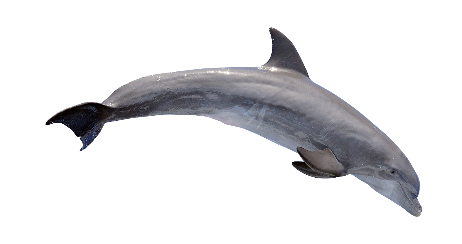 Dolphin PNG Best Image - Dolphin Png