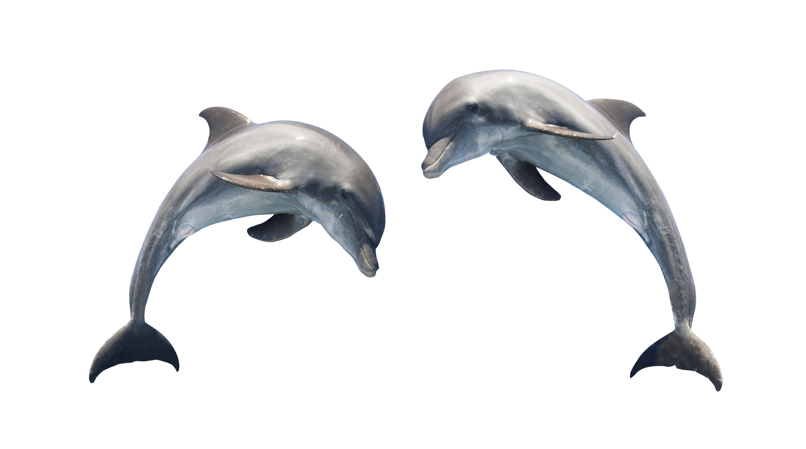 Dolphin PNG Photo - Dolphin Png