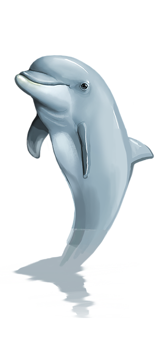 Dolphin PNG Transparent - Dolphin Png