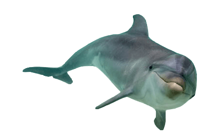 Dolphin Front View PNG HD