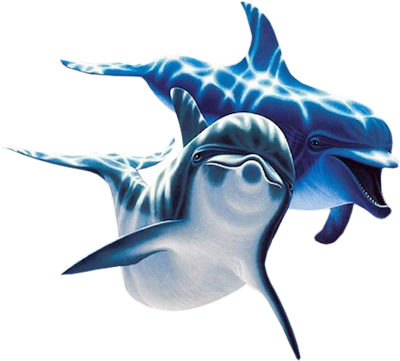 Dolphin PNG Transparent pngteam.com