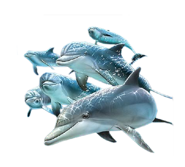 Dolphin Family PNG HQ Image - Dolphin Png