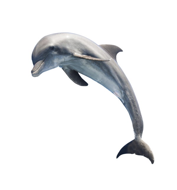 Dolphin PNG HD - Dolphin Png