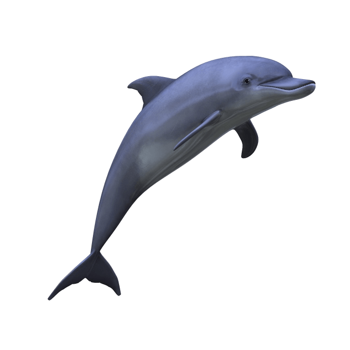 Dolphin PNG Image in Transparent - Dolphin Png