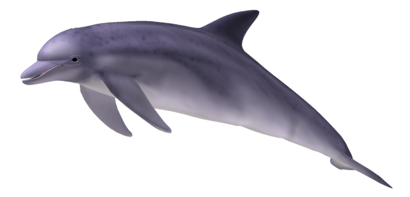 Dolphin PNG File pngteam.com