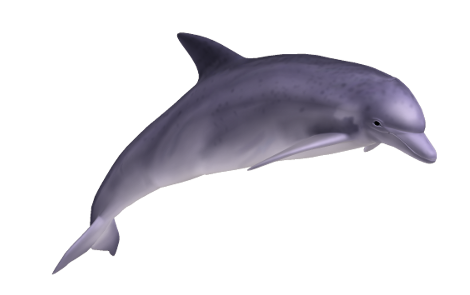 Dolphin PNG File pngteam.com