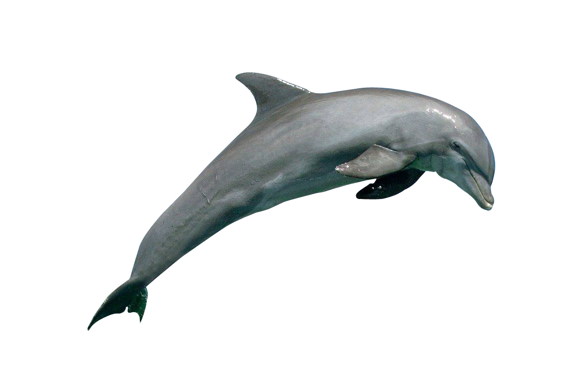 Dolphin PNG Picture pngteam.com