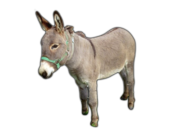 Donkey PNG Transparent pngteam.com