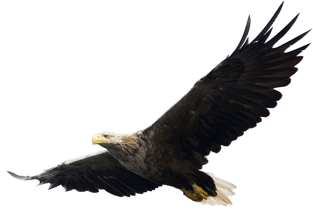 Eagle PNG Transparent pngteam.com