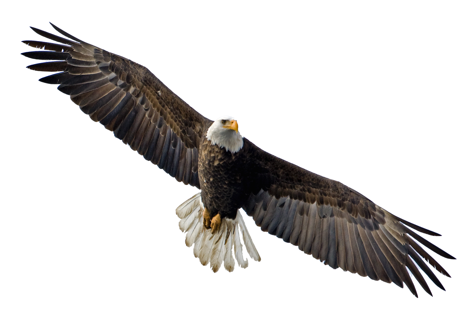 Eagle PNG HD Images pngteam.com