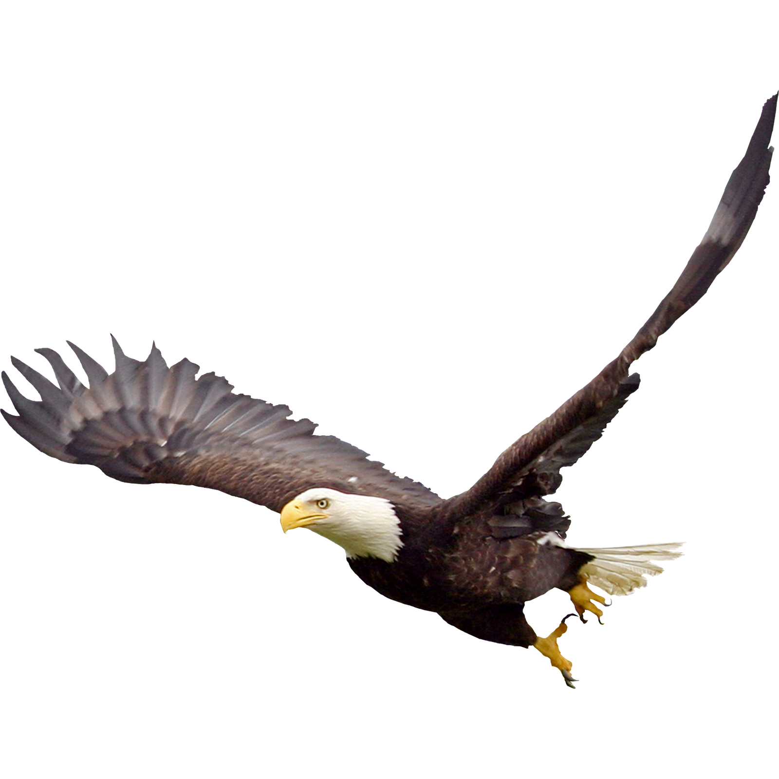 Eagle PNG Transparent pngteam.com