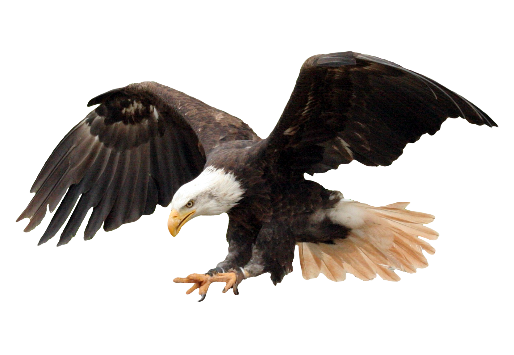 Eagle PNG
