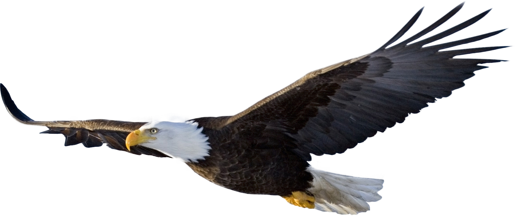 Eagle PNG HD Images pngteam.com