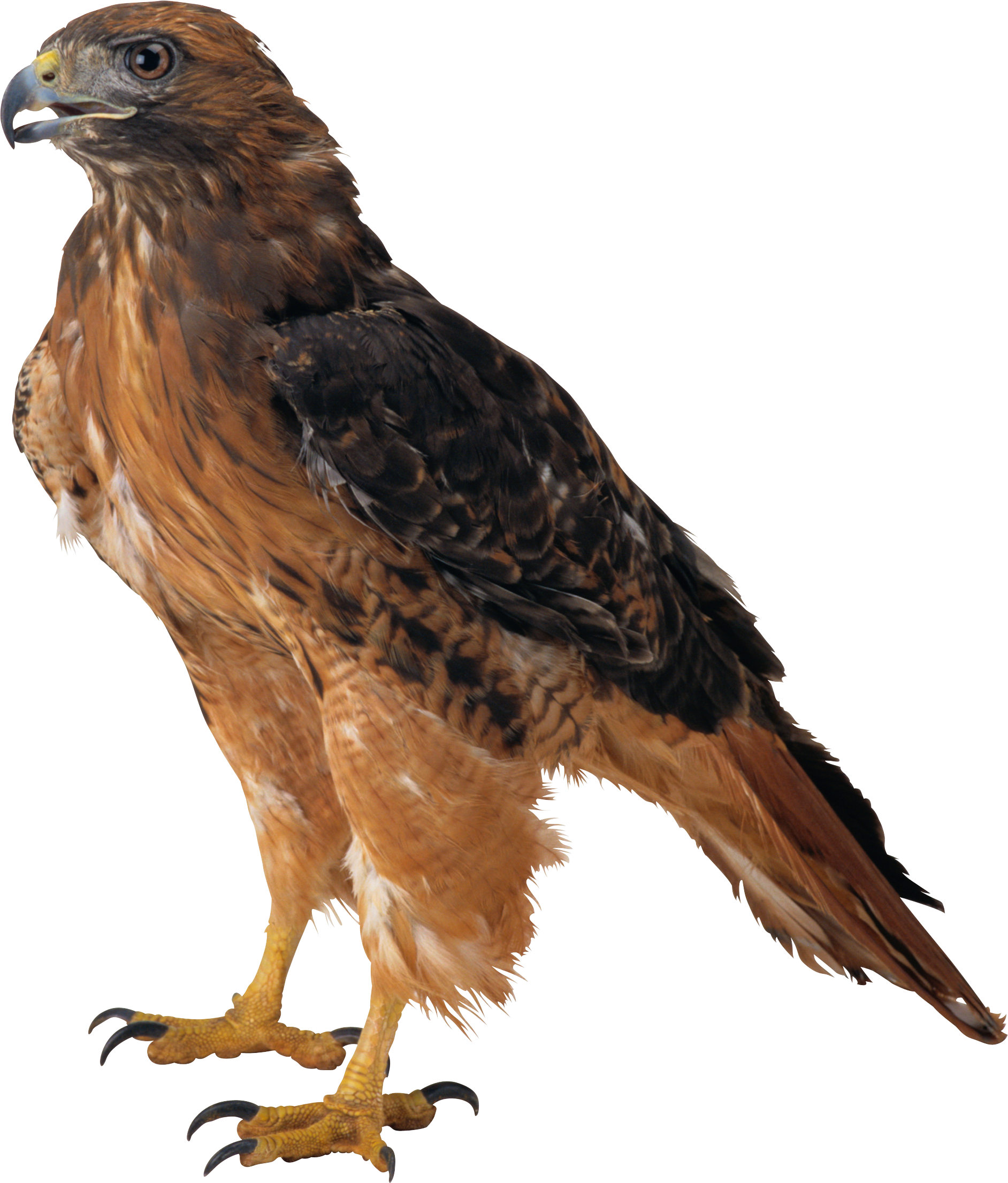 Eagle PNG Image in High Definition pngteam.com