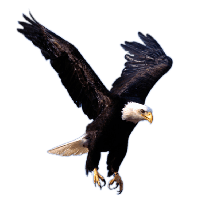 Eagle PNG in Transparent pngteam.com