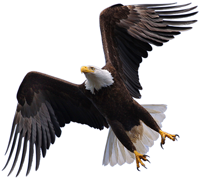 Eagle PNG Image in High Definition pngteam.com