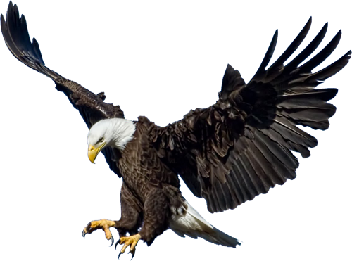 Eagle PNG Images pngteam.com