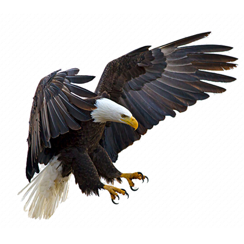 Eagle PNG HQ Image pngteam.com