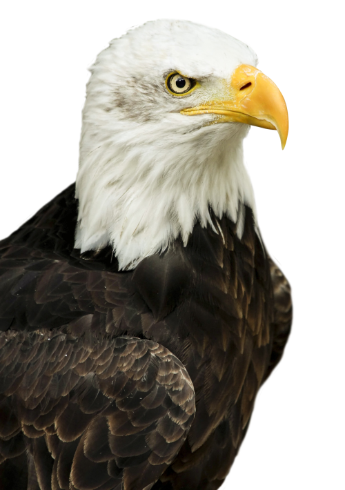 Eagle PNG Best Image pngteam.com