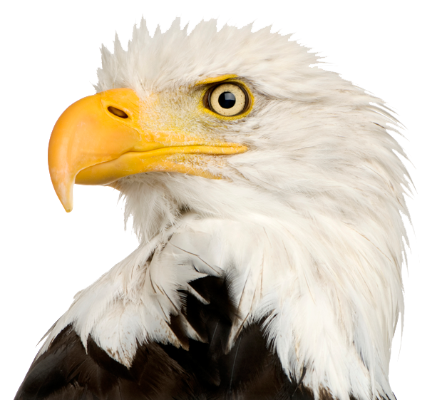 Eagle PNG HD pngteam.com