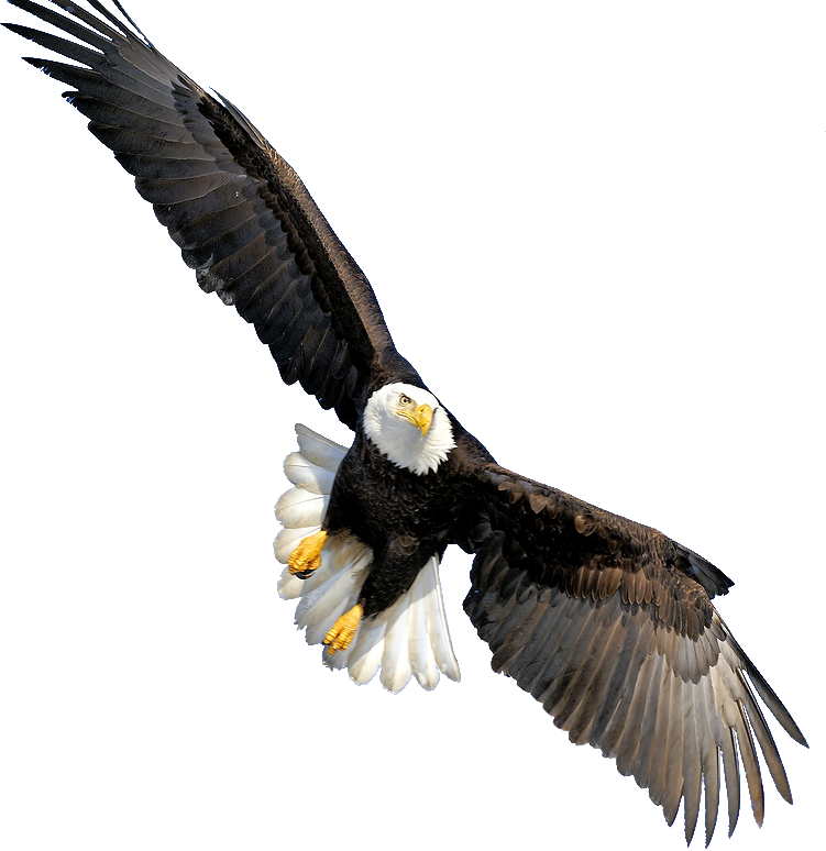 Eagle PNG HD and HQ Image pngteam.com