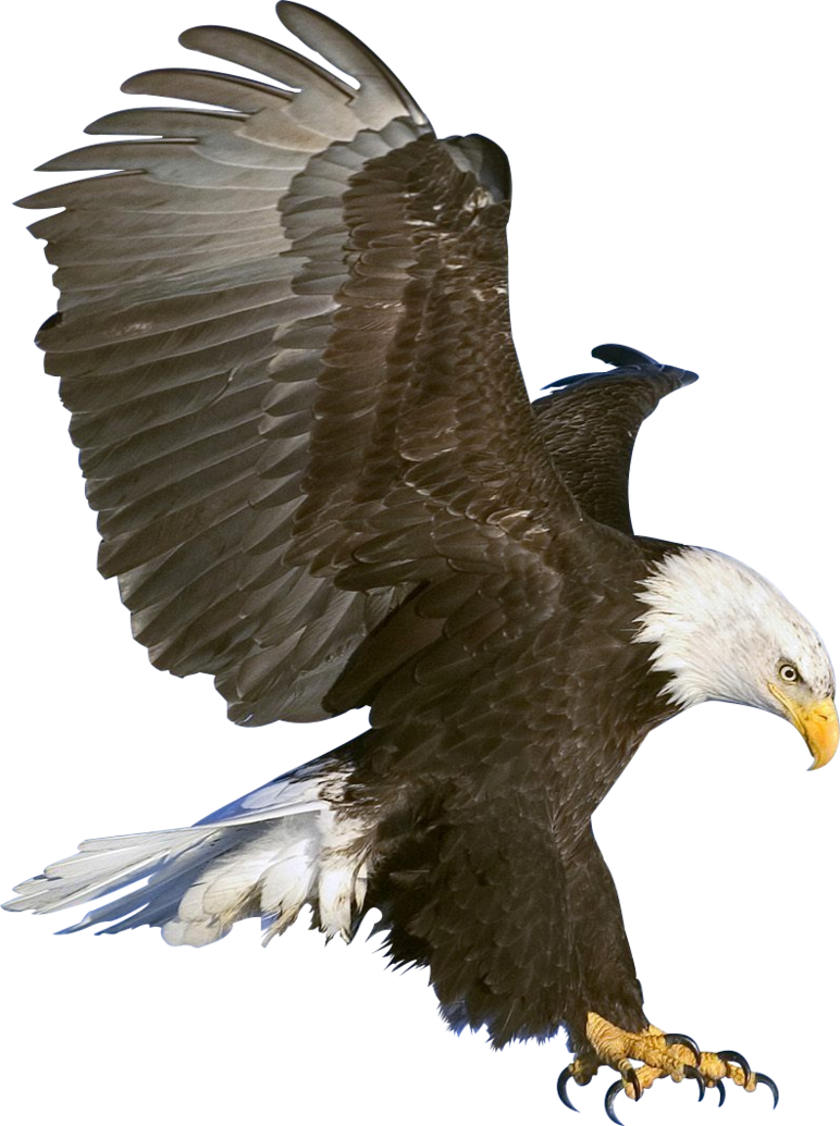 Eagle PNG HD and Transparent pngteam.com