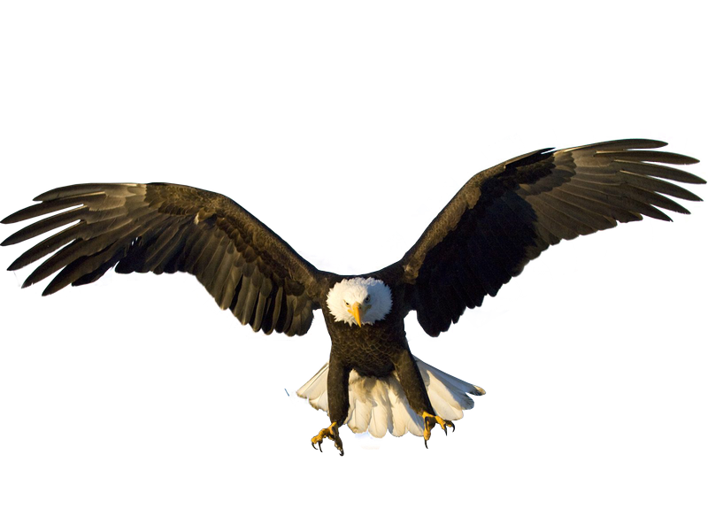 Eagle PNG File pngteam.com