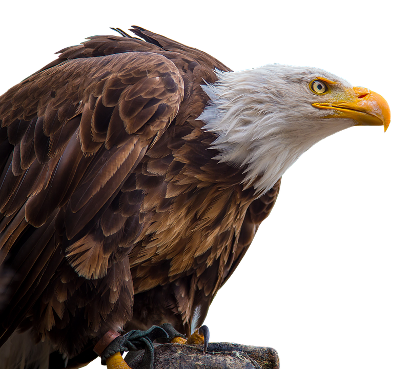 Eagle PNG HD and Transparent pngteam.com