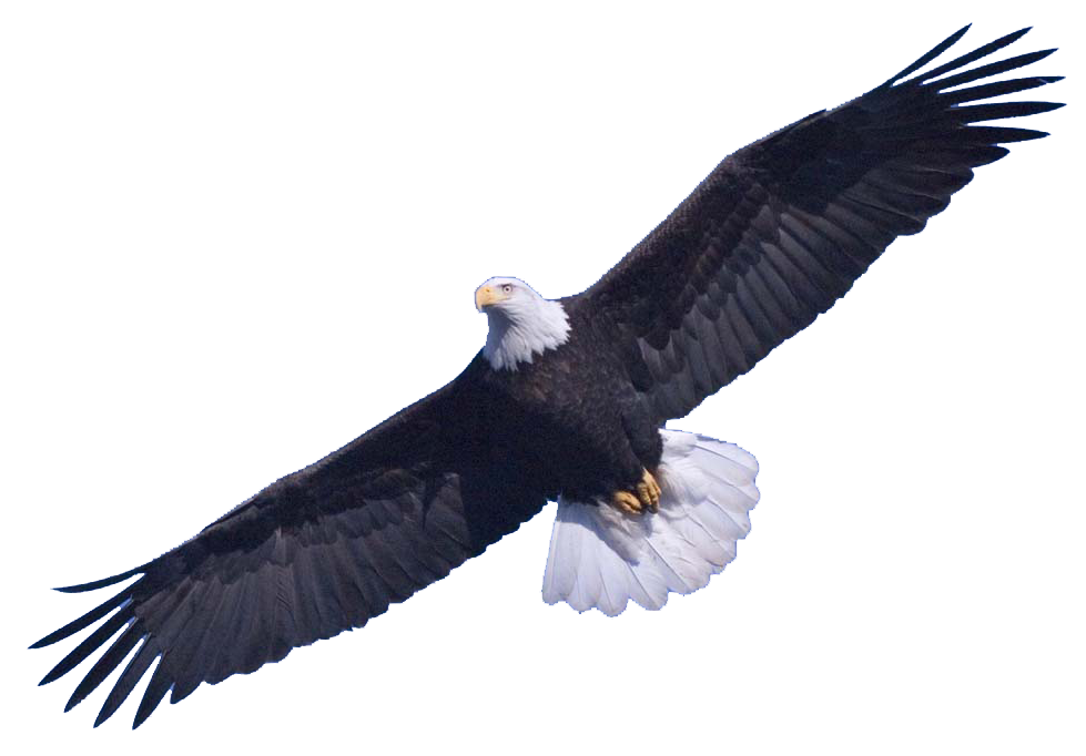 Eagle PNG HD File pngteam.com