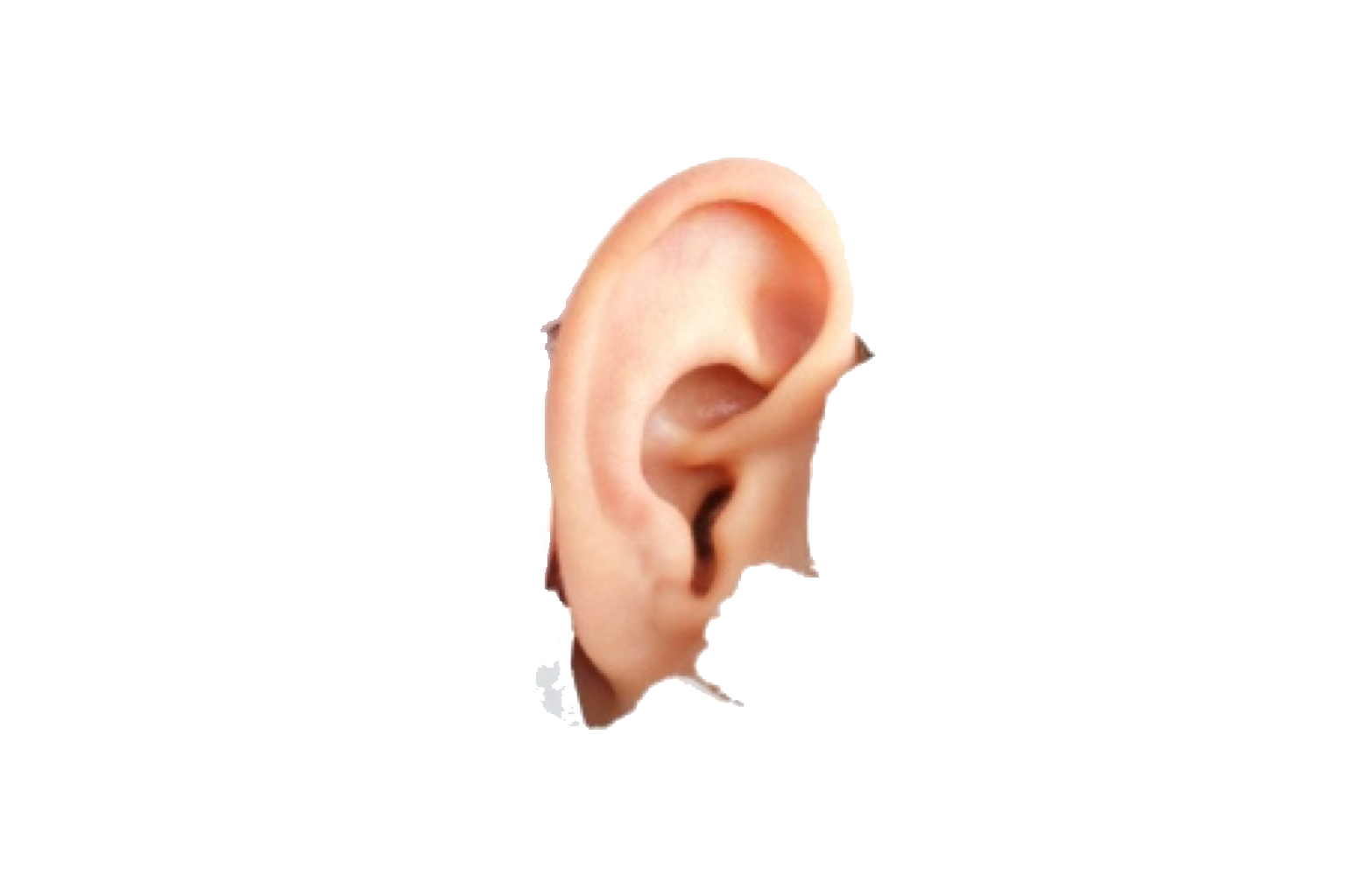 Ear PNG HD File pngteam.com