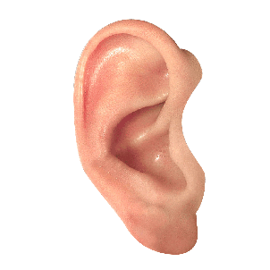 Ear PNG HQ Image pngteam.com