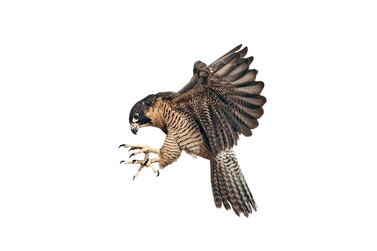 Falcon PNG Best Image pngteam.com