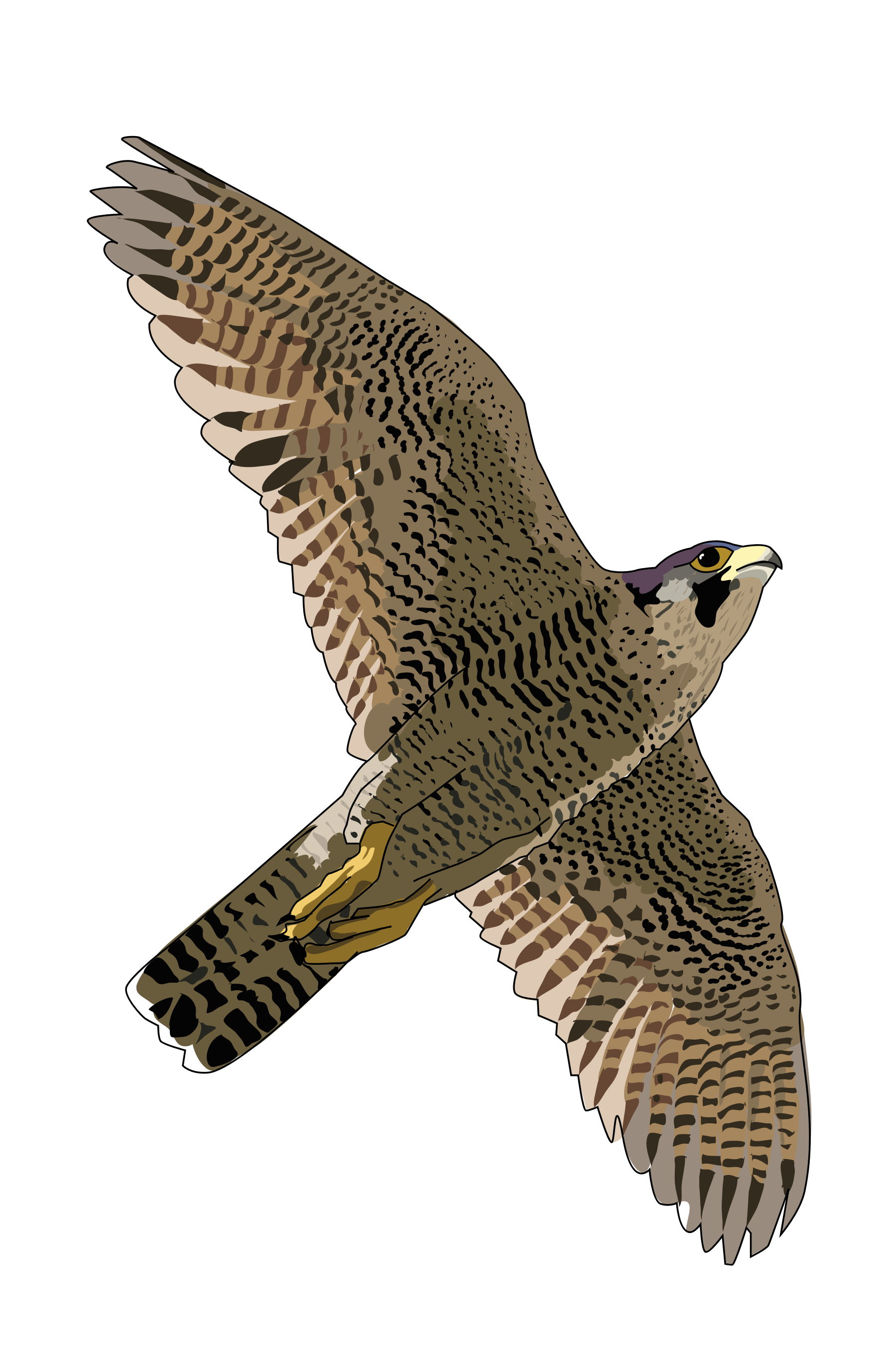 Falcon PNG HD Transparent