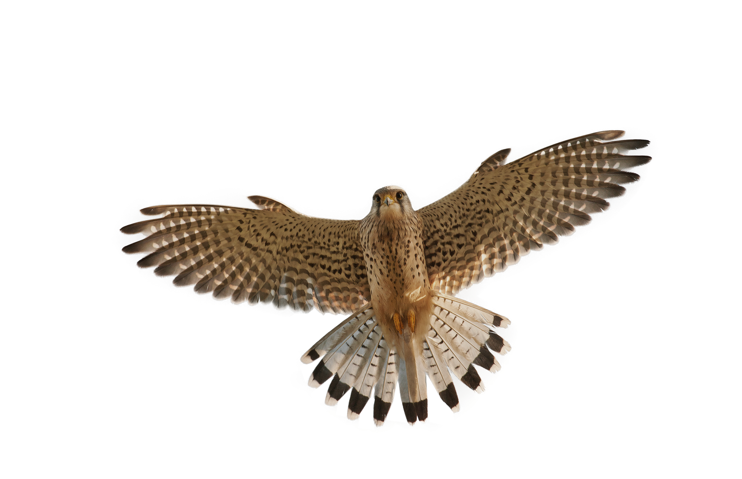 Clying Falcon PNG High Definition Photo Image